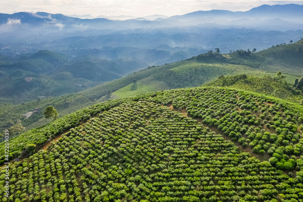 The tea plantations background, tea leaves in tea plantation , Tea plantations in morning light, Bao Loc, Lam Dong, Vietnam The tea plantations background, tea leaves in tea plantation , Tea plantations in morning light, Bao Loc, Lam Dong, Vietnam