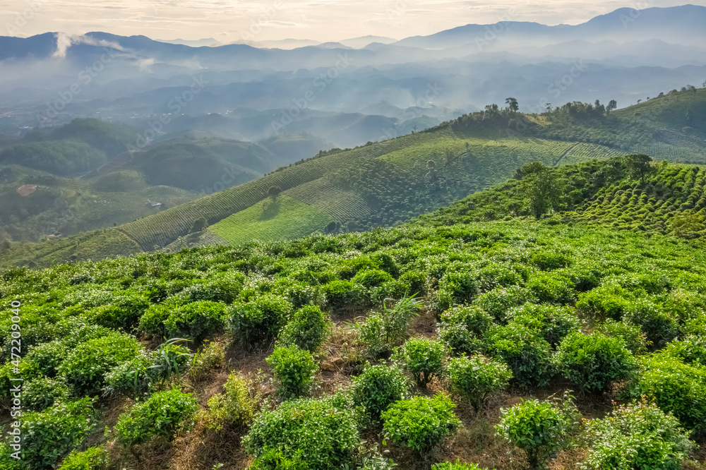 The tea plantations background, tea leaves in tea plantation , Tea plantations in morning light, Bao Loc, Lam Dong, Vietnam The tea plantations background, tea leaves in tea plantation , Tea plantations in morning light, Bao Loc, Lam Dong, Vietnam