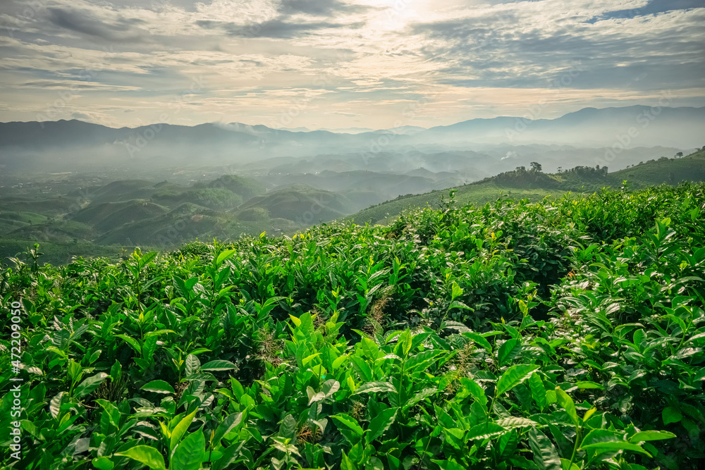 The tea plantations background, tea leaves in tea plantation , Tea plantations in morning light, Bao Loc, Lam Dong, Vietnam The tea plantations background, tea leaves in tea plantation , Tea plantations in morning light, Bao Loc, Lam Dong, Vietnam