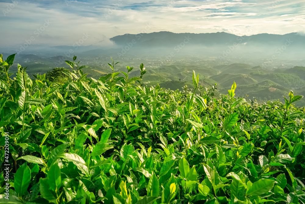 The tea plantations background, tea leaves in tea plantation , Tea plantations in morning light, Bao Loc, Lam Dong, Vietnam The tea plantations background, tea leaves in tea plantation , Tea plantations in morning light, Bao Loc, Lam Dong, Vietnam