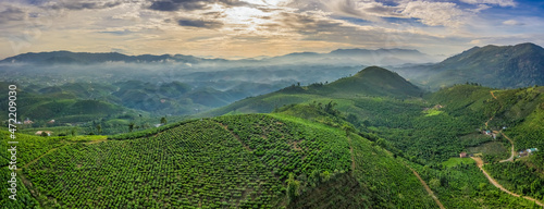 Fotografía The tea plantations background, tea leaves in tea plantation , Tea plantations i