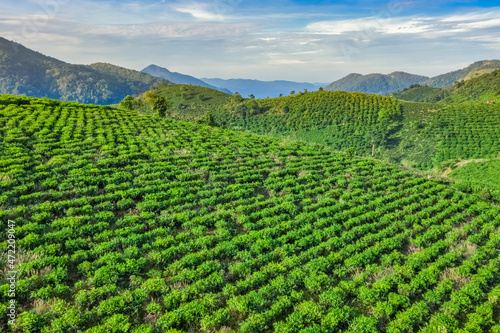 The tea plantations background  tea leaves in tea plantation   Tea plantations in morning light  Bao Loc  Lam Dong  Vietnam