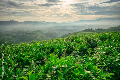 The tea plantations background, tea leaves in tea plantation , Tea plantations in morning light, Bao Loc, Lam Dong, Vietnam © Hien Phung