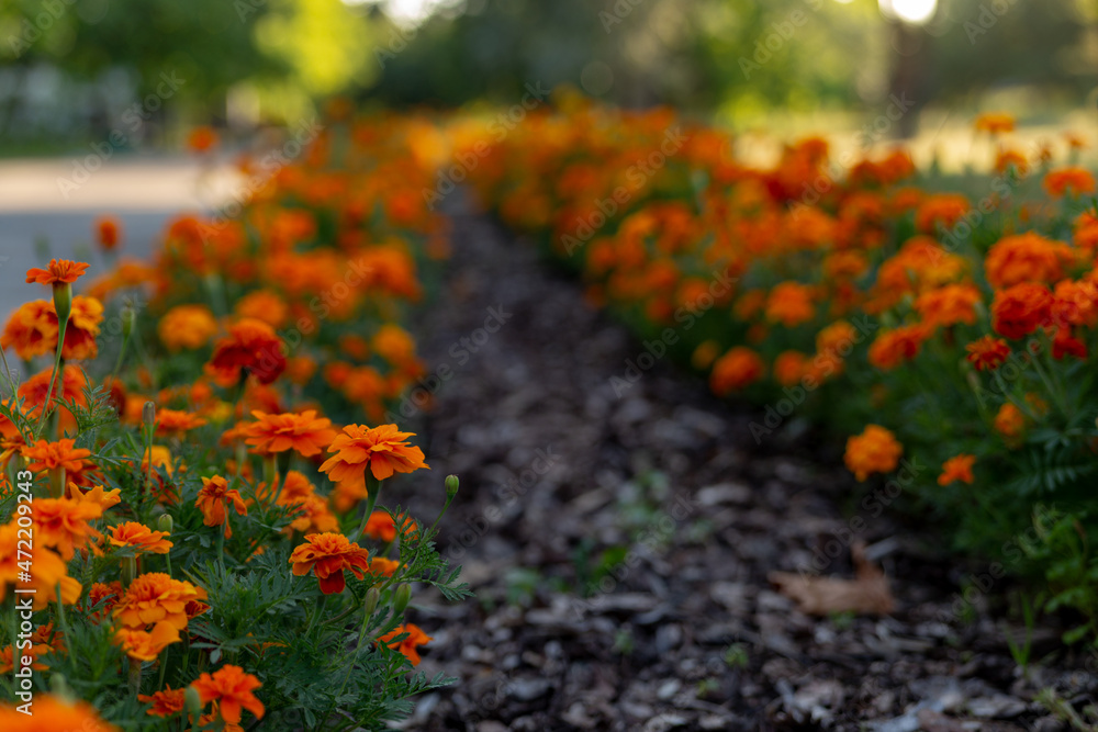 beautiful view of the alley of flowering marigolds beautiful view of the alley of flowering marigolds
