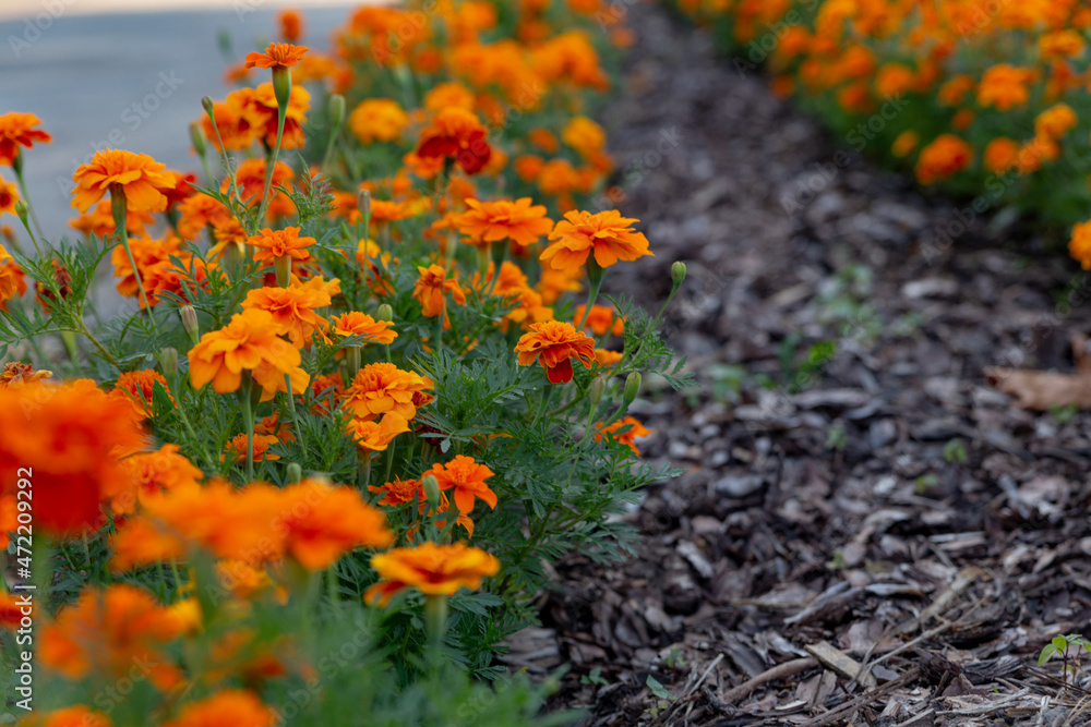 beautiful view of the alley of flowering marigolds