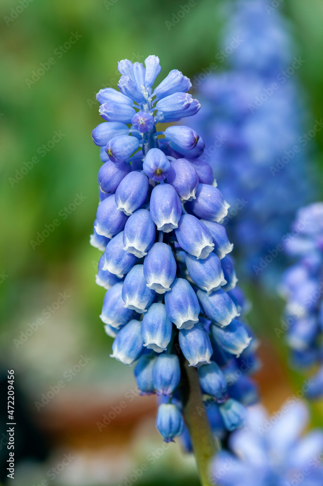Muscari Cyaneo Violaceum a spring flowering perennial bulbous plant with a blue springtime flower commonly known as Armenian grape hyacinth, stock photo image Muscari Cyaneo Violaceum a spring flowering perennial bulbous plant with a blue springtime flower commonly known as Armenian grape hyacinth, stock photo image