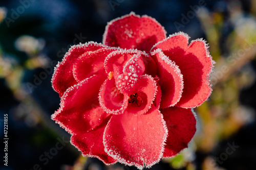 red rose in snow