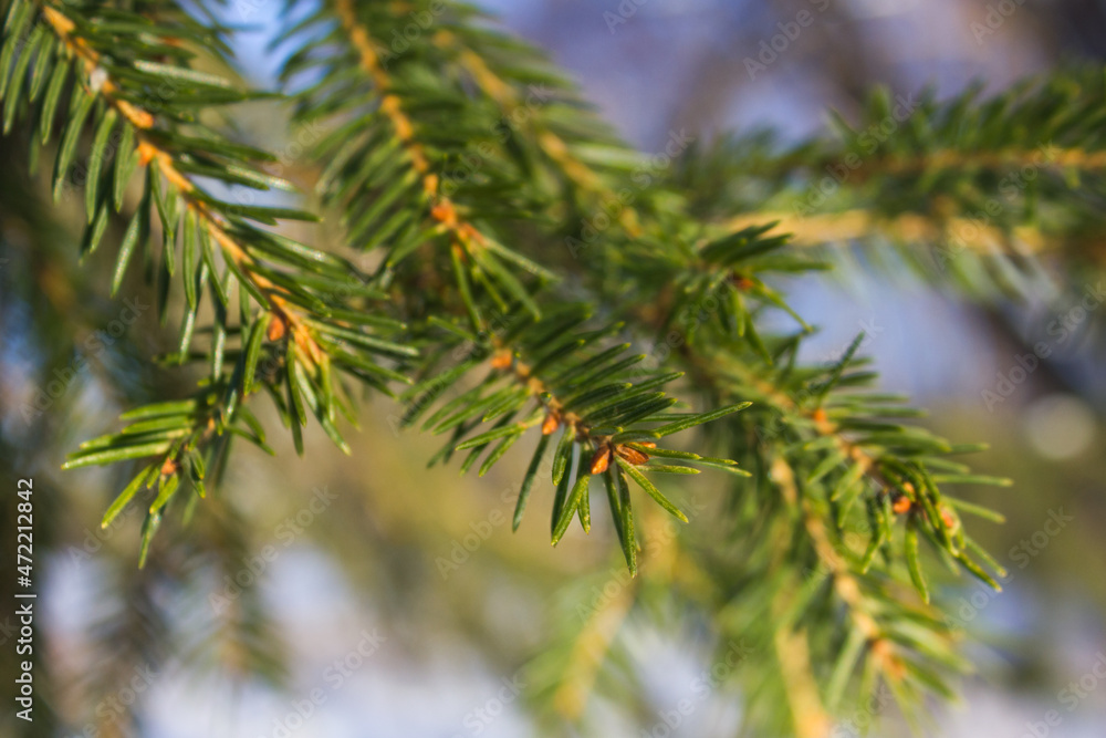 Fir tree in sunny lights. green branches with needles close up Fir tree in sunny lights. green branches with needles close up
