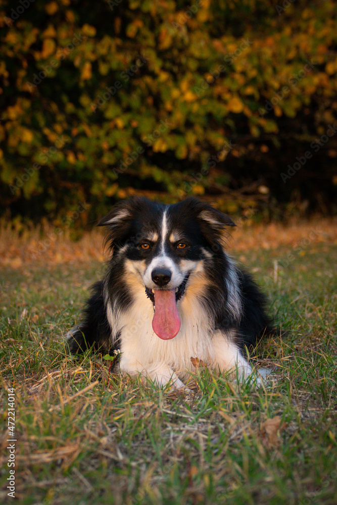 Border collie is lying in the grass. He is so crazy dog on trip.