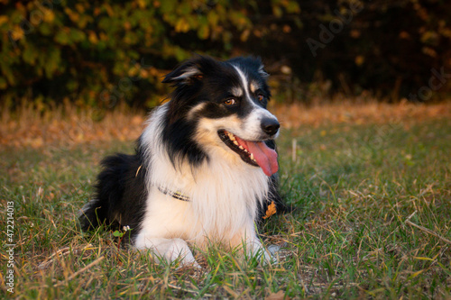 Border collie is lying in the grass. He is so crazy dog on trip.