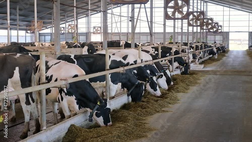 thoroughbred cows on a modern farm eat feed