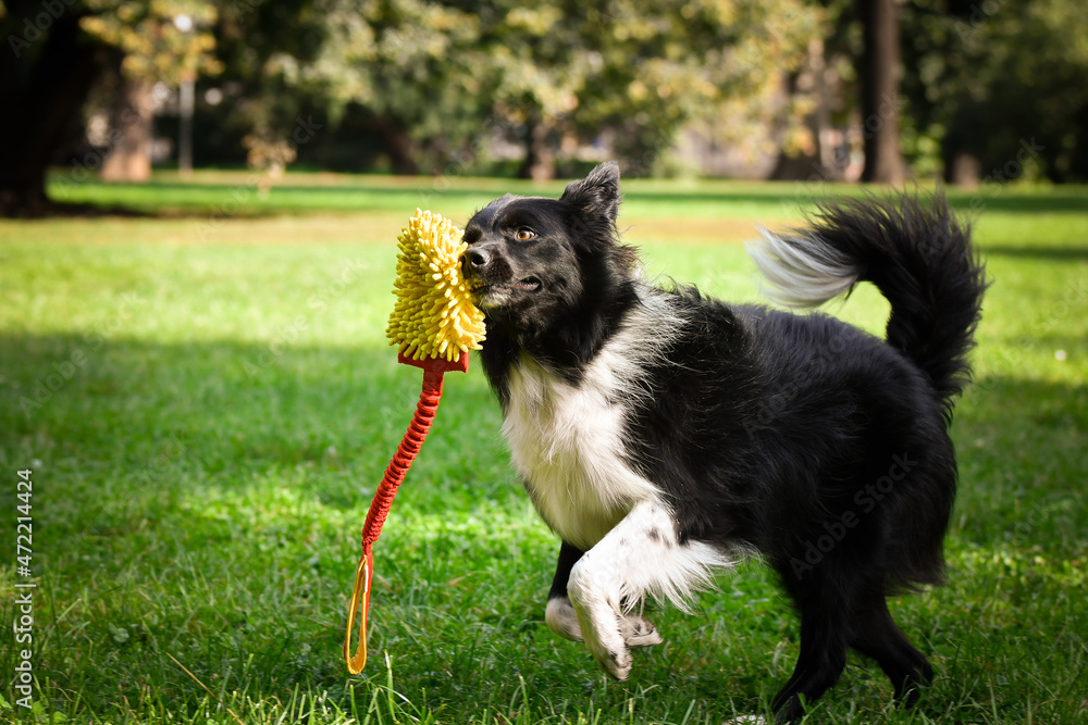Border collie is playing in the summer nature. summer photoshooting in park. Border collie is playing in the summer nature. summer photoshooting in park.