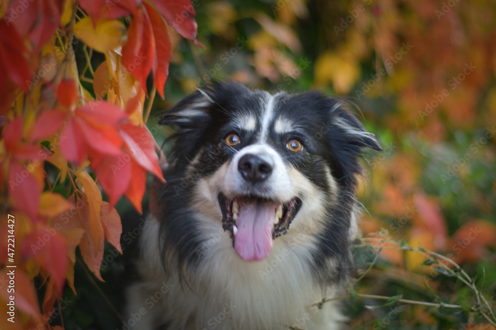 Autumn head of tricolor border collie. He is so cute in the leaves. He has so lovely face.