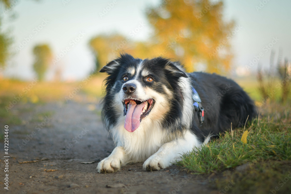 Border collie is lying in the grass. He is so crazy dog on trip. Border collie is lying in the grass. He is so crazy dog on trip.