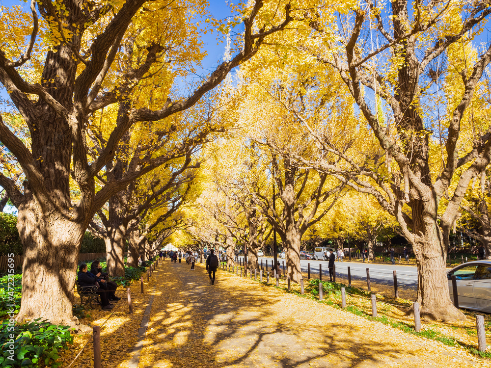 Fototapeta premium 秋の神宮外苑 いちょう並木