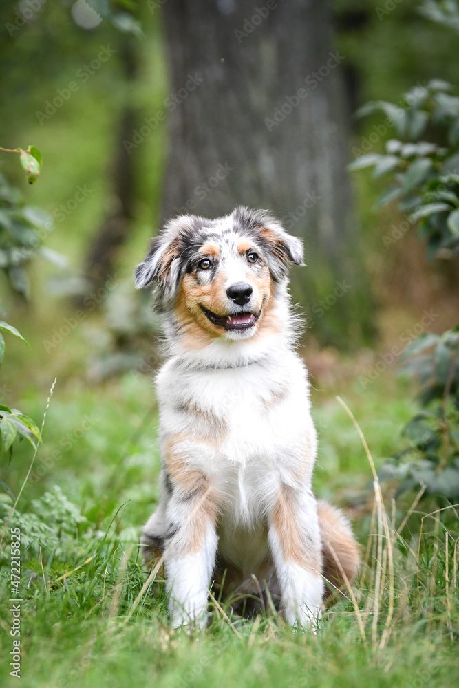 Puppy of australian shepherd is sitting in the nature. Summer nature in park.