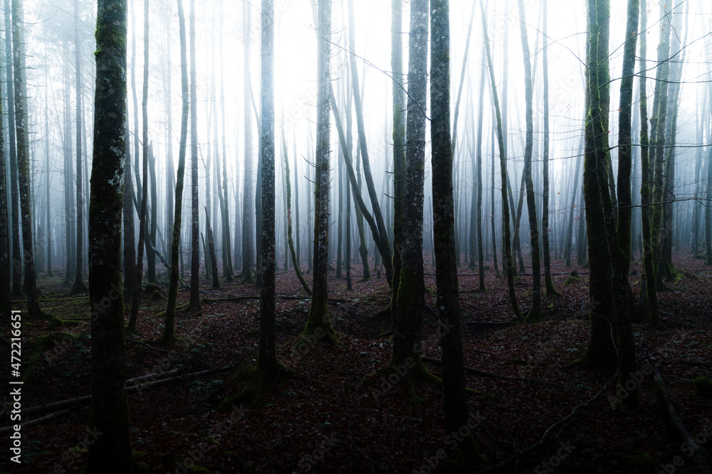 Mysterious forest scene with light shining through old trees