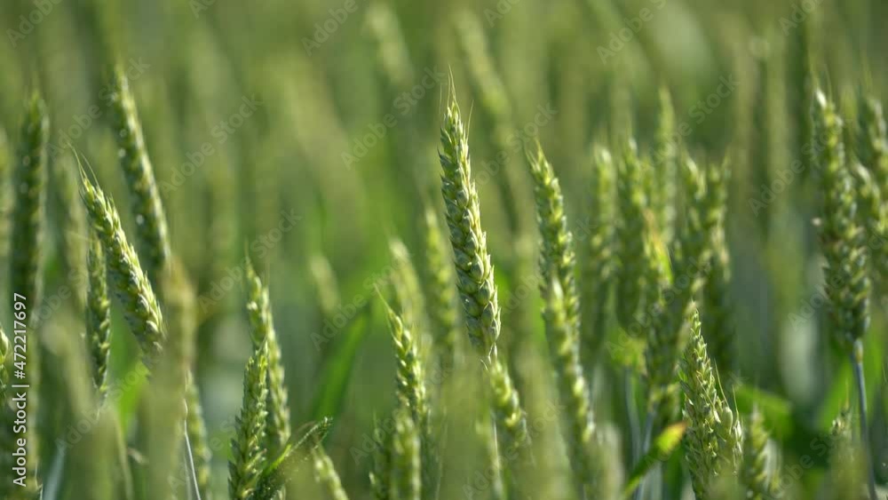 Wheat Field. Harvest and harvesting concept. Golden ears are slowly swaying in the wind close-up. View of ripening wheat field at summer day. Agriculture industry. Wheat Field. Harvest and harvesting concept. Golden ears are slowly swaying in the wind close-up. View of ripening wheat field at summer day. Agriculture industry.