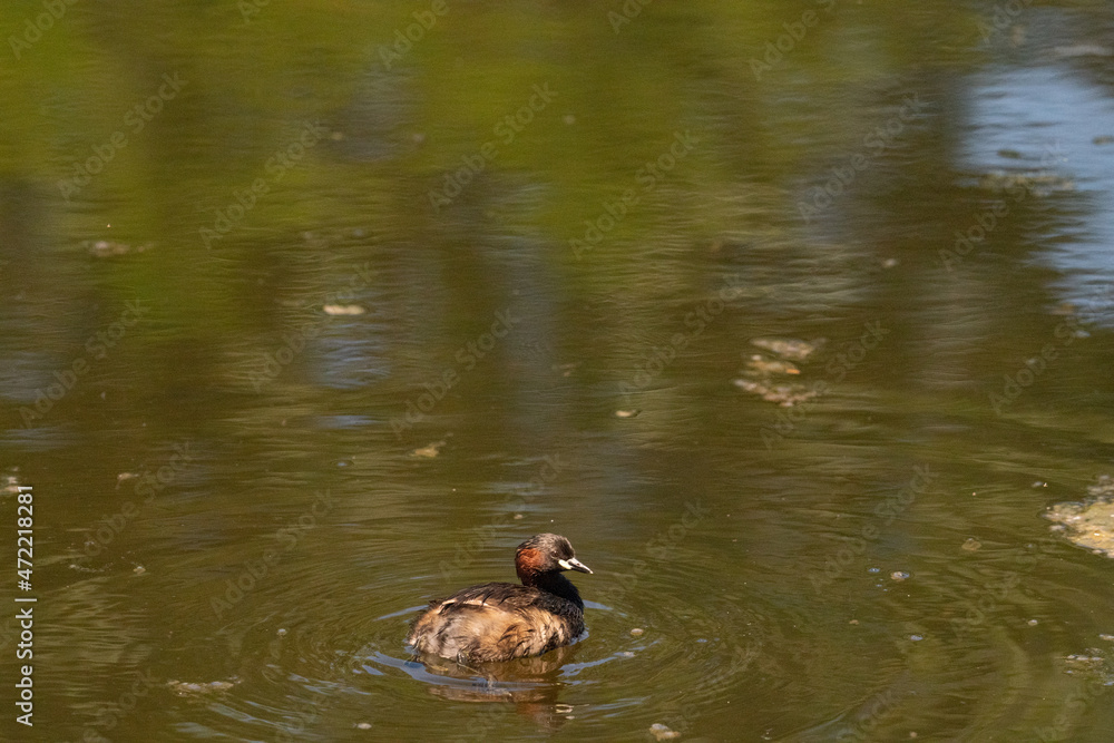 The Little Grebe (Tachybaptus ruficollis) The Little Grebe (Tachybaptus ruficollis)