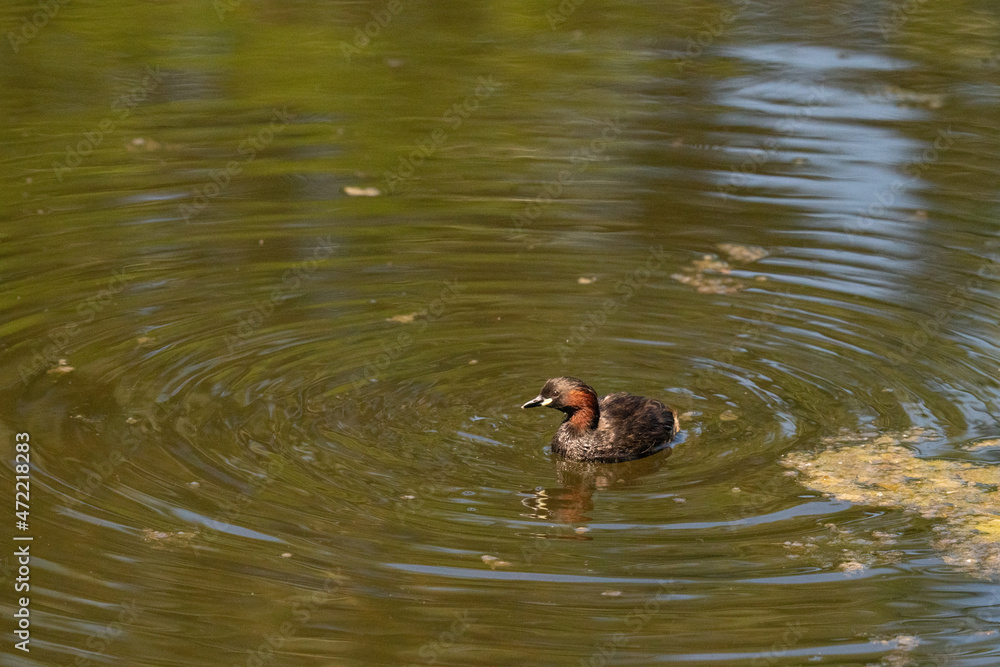 The Little Grebe (Tachybaptus ruficollis) The Little Grebe (Tachybaptus ruficollis)
