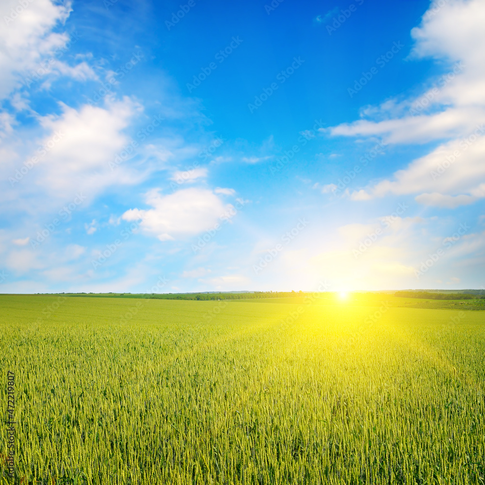 wheat field and bright sun rise over the horizon. wheat field and bright sun rise over the horizon.