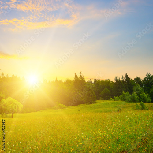 Meadow with flowering herbs  coniferous forest and sunset .