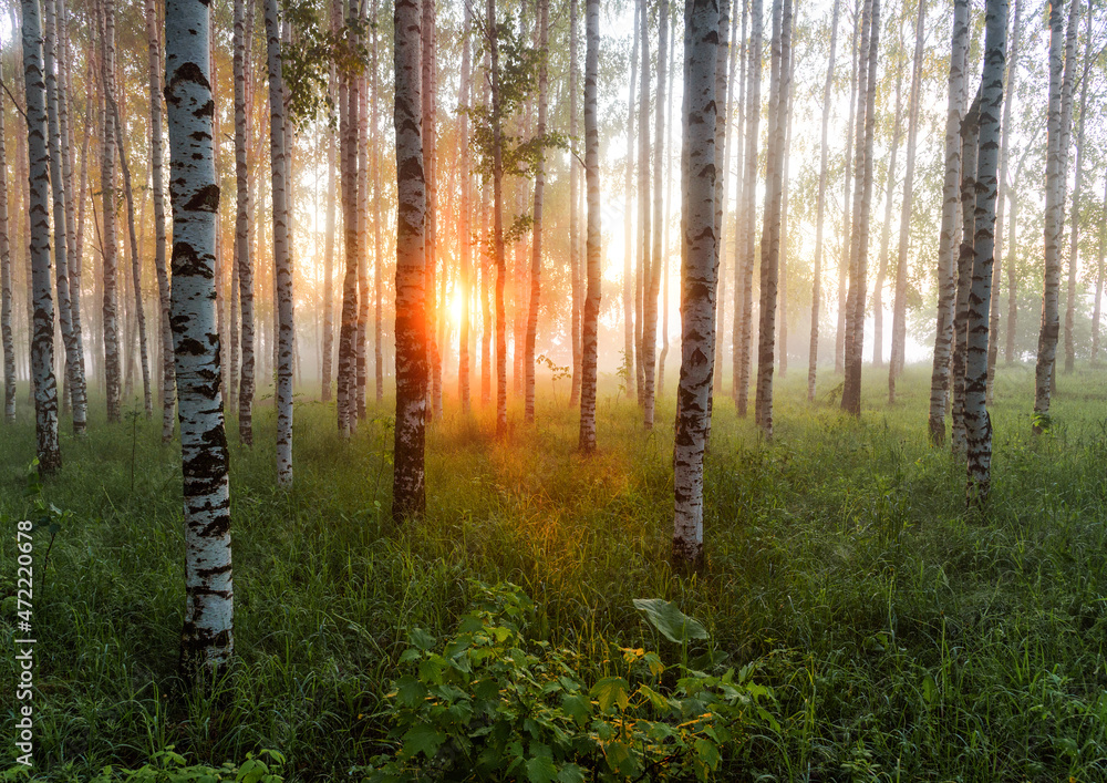 Obraz premium morning in the woods
