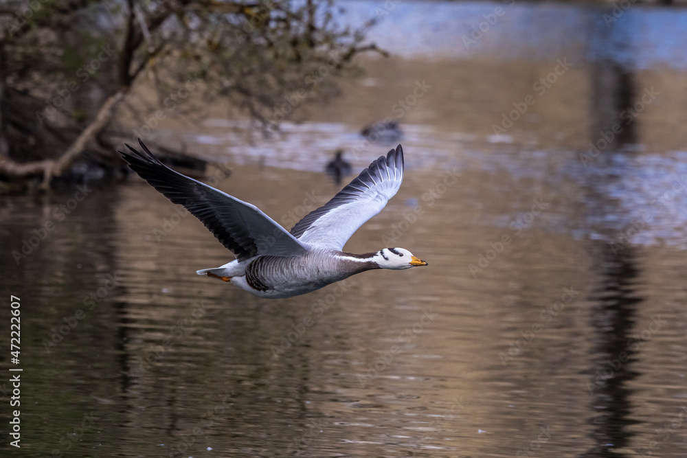 The bar-headed goose, Anser indicus flying over a lake in English Garden in Munich The bar-headed goose, Anser indicus flying over a lake in English Garden in Munich