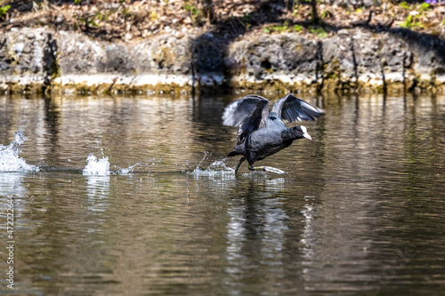Eurasian coot, Fulica atra chasing each other by running across the water