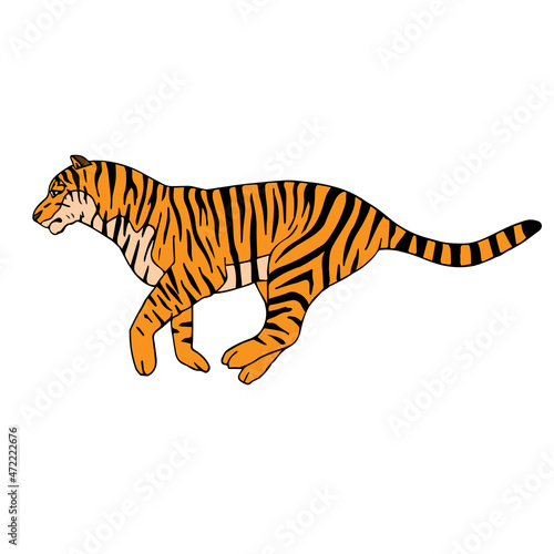 Vector hand drawn doodle sketch colored tiger isolated on white background