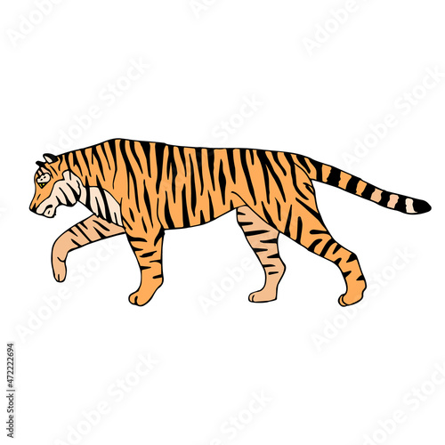 Vector hand drawn doodle sketch colored tiger isolated on white background