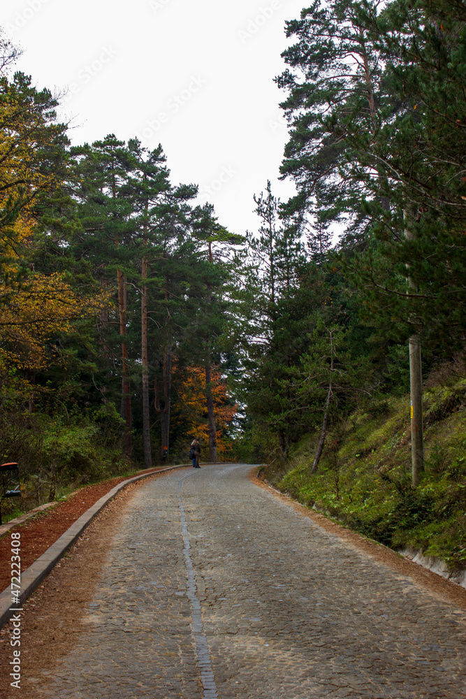Obraz premium Path in the Woods of Abant