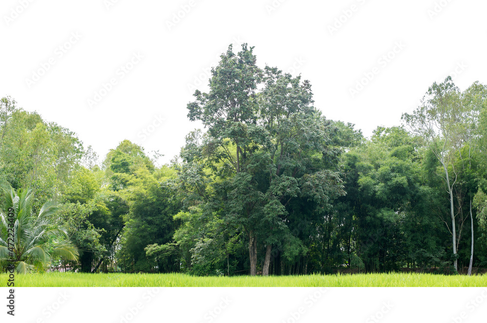 View of a High definition Treeline isolated on a white background View of a High definition Treeline isolated on a white background