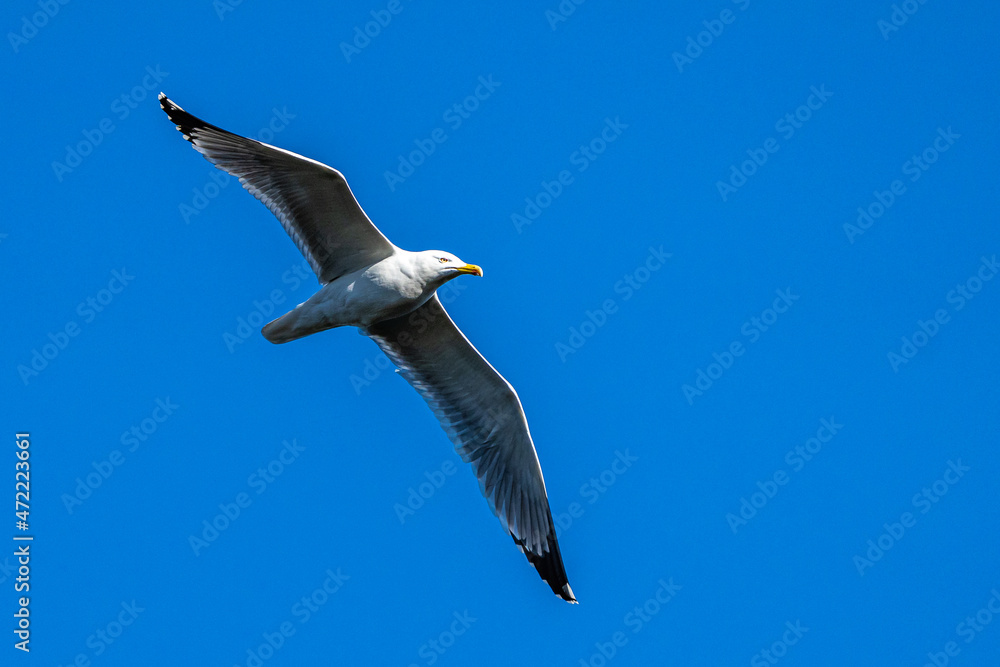 Obraz premium The European Herring Gull, Larus argentatus is a large gull