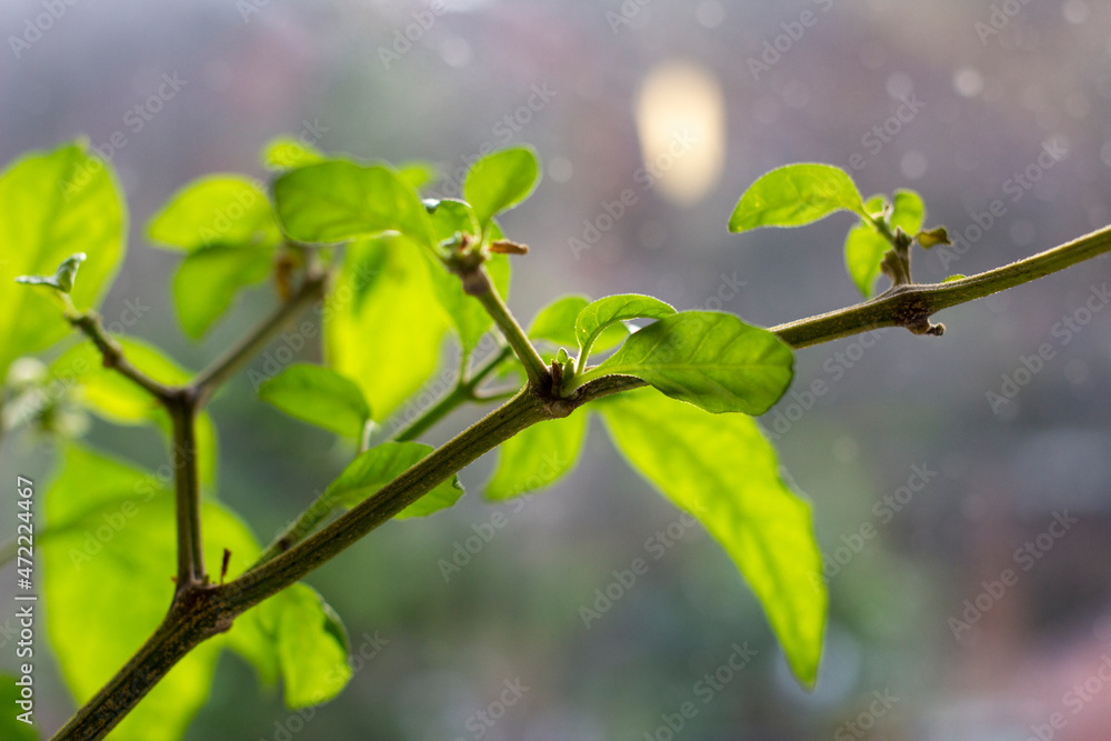 Green Carolina Reaper paper on windowsill Green Carolina Reaper paper on windowsill