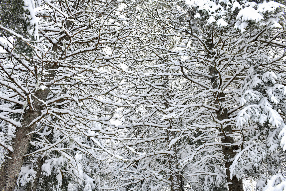 Obraz premium Spruce and Fir tree branches covered with snow and ice, Adirondacks New York