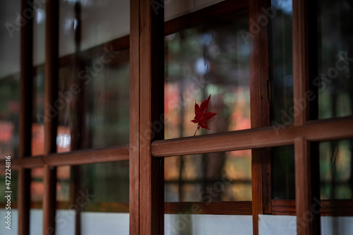 窓に張り付いた紅葉