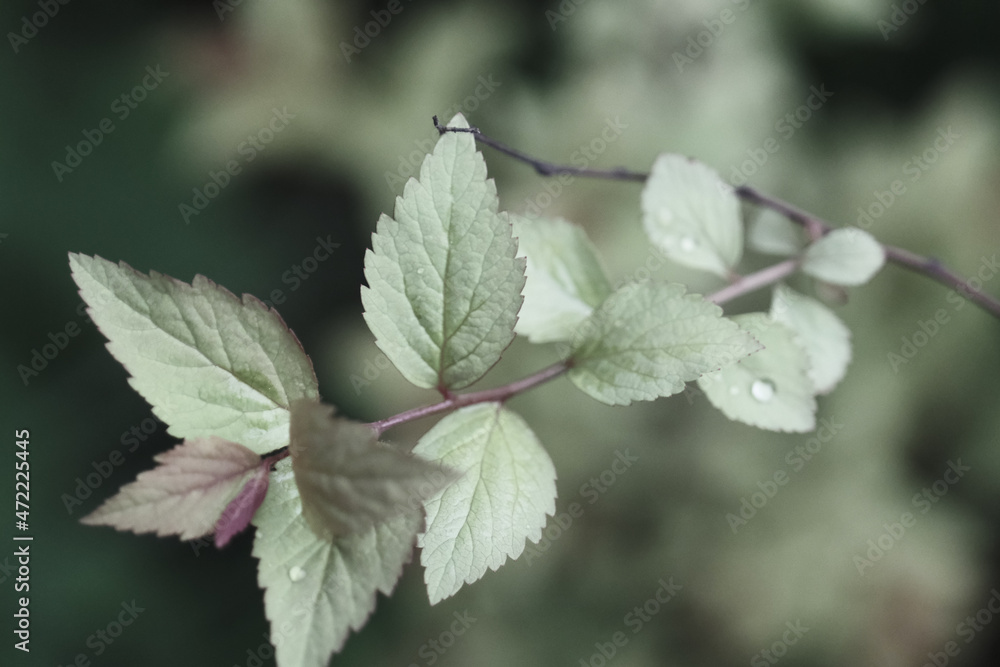 stem with fresh wet violet and green leaves with bokeh in the spring garden stem with fresh wet violet and green leaves with bokeh in the spring garden