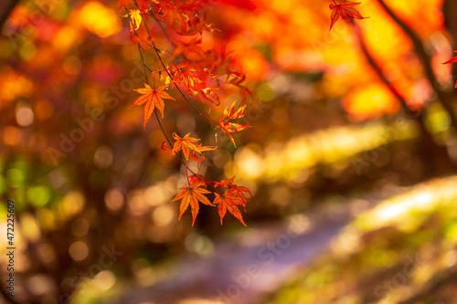 もみじ谷に赤く色づいたきれいな紅葉　福岡県