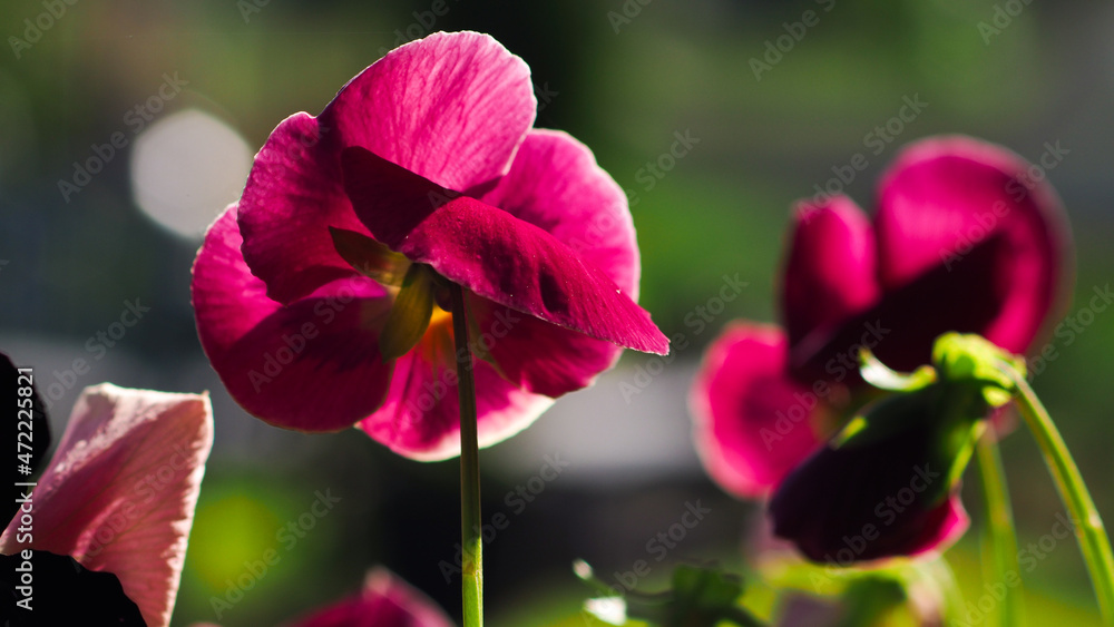 Naklejka premium Macro de magnifiques pétales de fleur de jardin, de différentes variétés