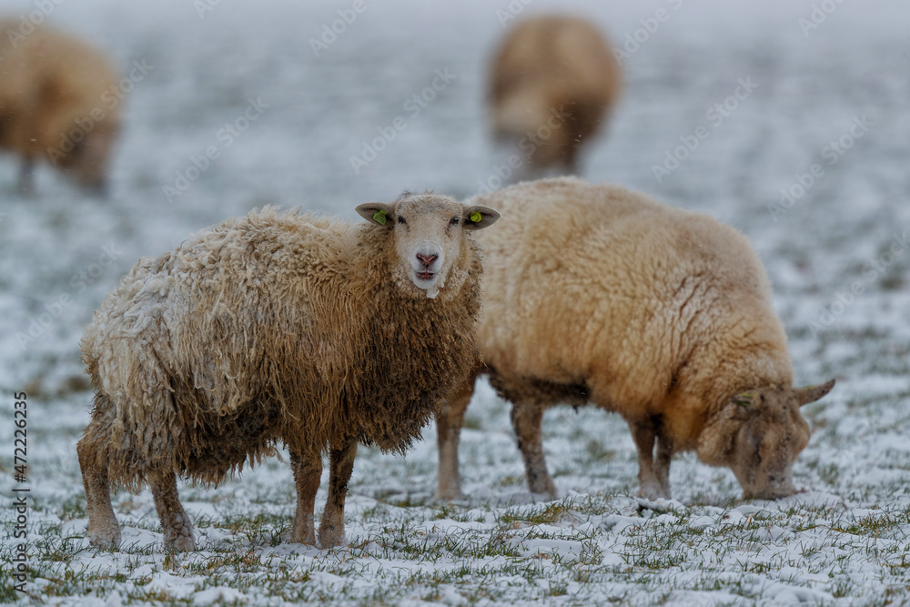 Flock of sheep standing in a cold white winter landscape with snow in the Netherlands