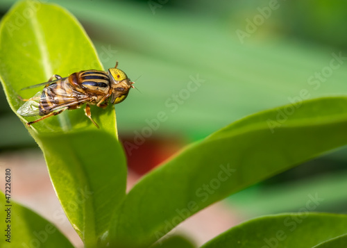 Eristalinus megacephalus fly turning its head photo