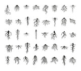 Vector collection of plant roots in black