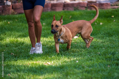 Puppy playing fetch