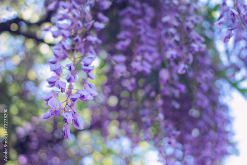 藤の花