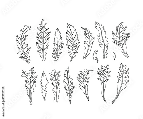 Dandelion flower vector drawing set. Isolated wild plant and flying seeds.