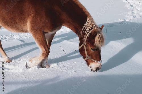 Beautiful horses in the snow. Winter on the farm, horses on the farm. photo