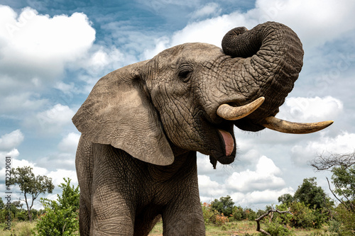 Close-up of an adult elephant in Bela Bela, Limpopo photo