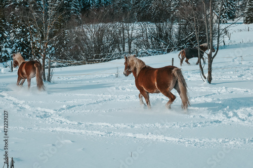 Fototapeta Naklejka Na Ścianę i Meble -  Beautiful horses in the snow. Winter on the farm, horses on the farm.