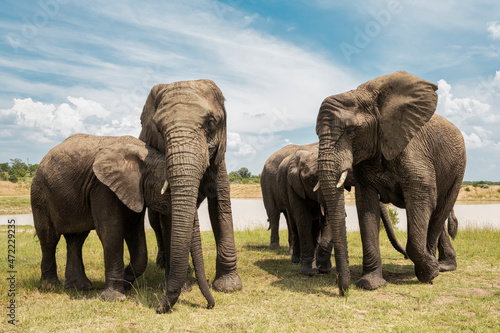 Adult elephants standing near the watering hole in Bela Bela, Limpopo photo